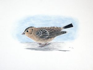 YOUNG SNOW BUNTING