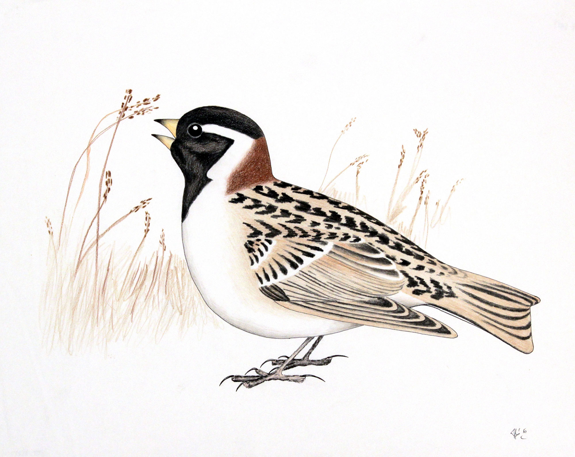 Featured image for “Aoudla Pudlat: Wildlife Drawings”
