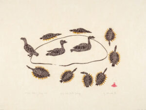 KING EIDER DUCKS NESTING