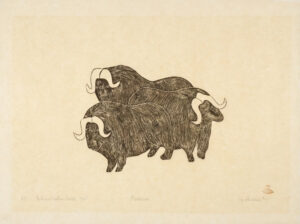 MUSKOXES