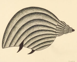 SEASHELL