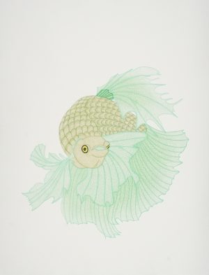 BETA FISH