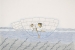 Qavavau Manumie - Through the Ages - Indigenous Art Gallery ...